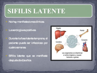 No hay manifestaciones clínicas. La serología es positivas. Durante la fase latente temprana, el paciente puede ser infeccioso por cuatro semanas. Sífilis latente que se manifiesta después de dos años. SIFILIS LATENTE 