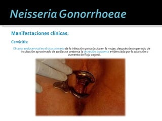Manifestaciones clínicas:  Cervicitis:   El canal endocervical es el sitio primario  de la infección gonocóccica en la mujer; después de un período de incubación aproximado de 10 días se presenta la  secreción purulenta  evidenciada por la aparición o aumento de flujo vaginal. 