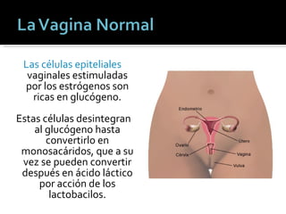 Las células epiteliales  vaginales estimuladas por los estrógenos son ricas en glucógeno. Estas células desintegran al glucógeno hasta convertirlo en monosacáridos, que a su vez se pueden convertir después en ácido láctico por acción de los lactobacilos. 