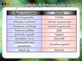 Agente bacteriano Sindrome
Neisseria gonorrhea Uretritis
Chlamydia trachomatis Uretritis no gonococcica
Ureoplasma ureoliticum Uretritis no gonococcica
Treponema pallidum Sífilis
Gardenella vaginalis Vaginitis
Haemophilus ducrey Chancroide
Calymmatobacterium
granulomatis
Granuloma inguinal
Shigella spp. Disentería
 