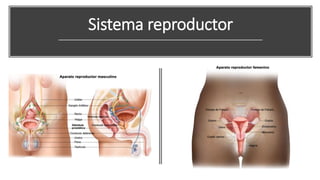 Sistema reproductor
 