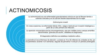 ACTINOMICOSIS
La actinomicosis es una enfermedad granulomatosa crónica en que la fibrosis tiende a
volverse marcada y en la cual las fistulas espontaneas son la regla.
Actinomyces israelii
En raras ocasiones, la enfermedad afecta riñón, vejiga o testículo por invasión hidatógena a
partir de un sitio primario de infección.
La aparición microscópica de los microorganismos, que son visibles como cuerpos amarillos
denominados “gránulos de azufre”, establece el diagnostico.
El diagnostico definitivo se establece mediante cultivo.
La penicilina G es el fármaco de elección. La dosis es 10 a 20 millones de unidades al día, por
vía parenteral, durante 4 a 6 semanas, seguida de penicilina V oral por un periodo prolongado.
 