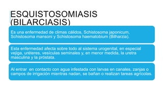 ESQUISTOSOMIASIS
(BILARCIASIS)
Es una enfermedad de climas cálidos, Schistosoma japonicum,
Schistosoma mansoni y Schistosoma haematobium (Bilharzia).
Esta enfermedad afecta sobre todo al sistema urogenital, en especial
vejiga, uréteres, vesículas seminales y, en menor medida, la uretra
masculina y la próstata.
Al entrar en contacto con agua infestada con larvas en canales, zanjas o
campos de irrigación mientras nadan, se bañan o realizan tareas agrícolas.
 