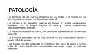 PATOLOGÍA
El contenido de los huevos atrapados en los tejidos y la muerte de los
microorganismos causan una fuerte reacción local,
La fibrosis y los depósitos masivos de huevos en tejidos subepiteliales
interfieren con la sangre irrigada al área y causan ulceraciones
esquistosomatosas crónicas.
La metaplasia epitelial es común, y el carcinoma epidermoide es una secuela
frecuente.
La infección secundaria de las vías urinarias es una complicación común y
resulta difícil de superar.
Los huevos muertos atrapados se impregnan con sales de calcio y forman
hojas de capas calcificadas subepiteliales en uréter, vejiga y vesículas
seminales
 