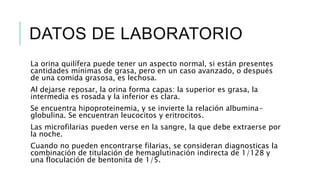 DATOS DE LABORATORIO
La orina quilífera puede tener un aspecto normal, si están presentes
cantidades mínimas de grasa, pero en un caso avanzado, o después
de una comida grasosa, es lechosa.
Al dejarse reposar, la orina forma capas: la superior es grasa, la
intermedia es rosada y la inferior es clara.
Se encuentra hipoproteinemia, y se invierte la relación albumina-
globulina. Se encuentran leucocitos y eritrocitos.
Las microfilarias pueden verse en la sangre, la que debe extraerse por
la noche.
Cuando no pueden encontrarse filarias, se consideran diagnosticas la
combinación de titulación de hemaglutinación indirecta de 1/128 y
una floculación de bentonita de 1/5.
 