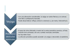 Vejiga
• Con una afectación considerable, la vejiga se vuelve fibrosa y se contrae;
esto lleva a polaquiuria marcada.
• Puede desarrollarse reflujo ureteral o estenosis y, por tanto, hidronefrosis.
Próstata y
vesículas
seminales
• El paso de orina infectada a través de la uretra prostática provoca, al final,
invasión de la próstata y de una o ambas vesículas seminales.
• No hay dolor local.
• La afección prostática puede ascender a la vejiga o descender al epidídimo.
 