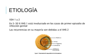 ETIOLOGÍA
VSH 1 y 2
En 5-30 % VHS 1 está involucrado en los casos de primer episodio de
infección genital
Las recurrencias en su mayoría son debidas a el VHS 2
 