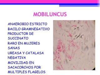 MOBILUNCUS ANAEROBIO ESTRICTO BACILO GRAMNEGATIVO PRODUCTOR DE SUCCINATO RARO EN MUJERES SANAS UREASA Y CATALASA NEGATIVA MOVILIDAD EN SACACORCHOS POR MULTIPLES FLAGELOS 