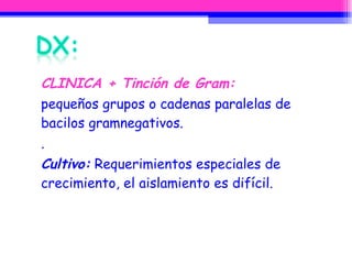 CLINICA + Tinción de Gram:   pequeños grupos o cadenas paralelas de bacilos gramnegativos. .  Cultivo:  Requerimientos especiales de crecimiento, el aislamiento es difícil.  