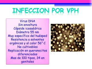 Virus DNA Sin envoltura Cápside icosaédrica Diámetro 55 nm Muy específico del huésped Resistencia a solventes orgánicos y al calor 56° C No cultivables Replicación en queranocitos diferenciados Mas de 100 tipos, 34 en genitales 