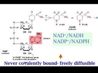 NAD+/NADH
NADP+/NADPH
Never covalently bound- freely diffusible

Nicotinamide

 