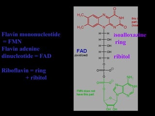 Flavin mononucleotide
= FMN
Flavin adenine
dinucleotide = FAD
Riboflavin = ring
+ ribitol
isoalloxazine
ring
ribitol
 