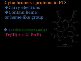 Cytochromes - proteins in ETS
Carry electrons
Contain heme
or heme-like group
 carries electrons only:
Fe(III) + e-  Fe(II)
 