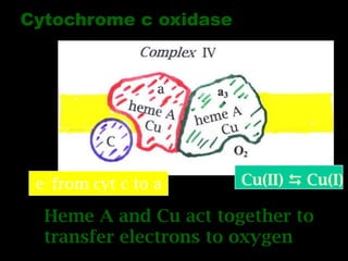 Cytochrome c oxidase
Heme A and Cu act together to
transfer electrons to oxygen
Cu(II)  Cu(I)e- from cyt c to a
 