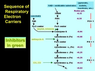 Sequence of
Respiratory
Electron
Carriers
Inhibitors
in green
 