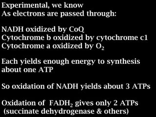 Experimental, we know
As electrons are passed through:
NADH oxidized by CoQ
Cytochrome b oxidized by cytochrome c1
Cytochrome a oxidized by O2
Each yields enough energy to synthesis
about one ATP
So oxidation of NADH yields about 3 ATPs
Oxidation of FADH2 gives only 2 ATPs
(succinate dehydrogenase & others)
 