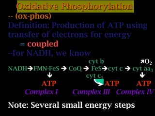 Oxidative Phosphorylation
-- (ox-phos)
Definition: Production of ATP using
transfer of electrons for energy
= coupled
--for NADH, we know
cyt b O2
NADHFMN-FeS  CoQ  FeScyt c  cyt aa3
 cyt c1 
ATP ATP ATP
Complex I Complex III Complex IV
Note: Several small energy steps
 