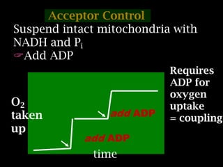 Acceptor Control
Suspend intact mitochondria with
NADH and Pi
Add ADP
add ADP
O2
taken
up
time
add ADP
Requires
ADP for
oxygen
uptake
= coupling
 