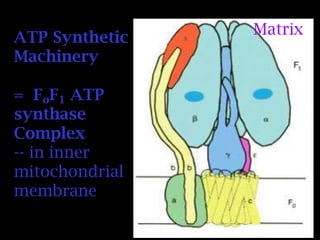 ATP Synthetic
Machinery
= FoF1 ATP
synthase
Complex
-- in inner
mitochondrial
membrane
Matrix
 