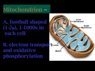 Mitochondrion --
A. football shaped
(1-2μ), 1-1000s in
each cell
B. electron transport
and oxidative
phosphorylation
Cytosol
 