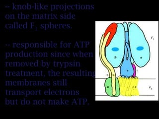 -- knob-like projections
on the matrix side
called F1 spheres.
-- responsible for ATP
production since when
removed by trypsin
treatment, the resulting
membranes still
transport electrons
but do not make ATP.
 