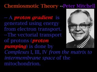 Chemiosmotic Theory --Peter Mitchell
-- A proton gradient is
generated using energy
from electron transport.
--The vectorial transport
of protons (proton
pumping) is done by
Complexes I, III, IV from the matrix to
intermembrane space of the
mitochondrion.
 