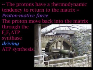 -- The protons have a thermodynamic
tendency to return to the matrix =
Proton-motive force
The proton move back into the matrix
through the
FoF1ATP
synthase
driving
ATP synthesis.
 