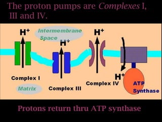 The proton pumps are Complexes I,
III and IV.
Protons return thru ATP synthase
 
