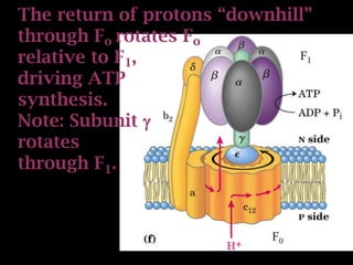 The return of protons “downhill”
through Fo rotates Fo
relative to F1,
driving ATP
synthesis.
Note: Subunit 
rotates
through F1.
 