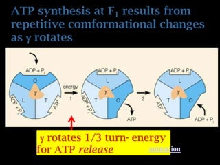 ATP synthesis at F1 results from
repetitive comformational changes
as  rotates
 rotates 1/3 turn- energy
for ATP release animation
 