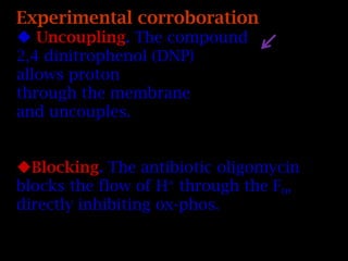 Experimental corroboration
 Uncoupling. The compound
2,4 dinitrophenol (DNP)
allows proton
through the membrane
and uncouples.
Blocking. The antibiotic oligomycin
blocks the flow of H+
through the Fo,
directly inhibiting ox-phos.
 