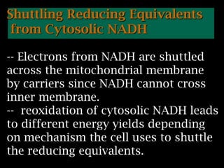 Shuttling Reducing Equivalents
from Cytosolic NADH
-- Electrons from NADH are shuttled
across the mitochondrial membrane
by carriers since NADH cannot cross
inner membrane.
-- reoxidation of cytosolic NADH leads
to different energy yields depending
on mechanism the cell uses to shuttle
the reducing equivalents.
 