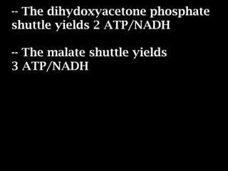 -- The dihydoxyacetone phosphate
shuttle yields 2 ATP/NADH
-- The malate shuttle yields
3 ATP/NADH
 