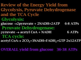 Review of the Energy Yield from
Glycolysis, Pyruvate Dehydrogenase
and the TCA Cycle
Glycolysis:
glucose 2pyruvate + 2NADH+2ATP 6-8 ATPs
Pyruvate Dehydrogenase:
pyruvate  acetyl CoA + NADH 6 ATPs
TCA cycle:
acetyl CoA 2CO2+3NADH+FADH2+GTP 2x12ATPs
OVERALL yield from glucose 36-38 ATPs
 