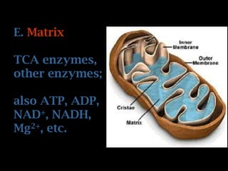 E. Matrix
TCA enzymes,
other enzymes;
also ATP, ADP,
NAD+, NADH,
Mg2+, etc.
 