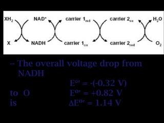 -- The overall voltage drop from
NADH
E = -(-0.32 V)
to O Eº = +0.82 V
is Eº = 1.14 V
 