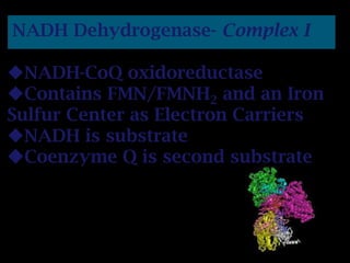 NADH Dehydrogenase- Complex I
NADH-CoQ oxidoreductase
Contains FMN/FMNH2 and an Iron
Sulfur Center as Electron Carriers
NADH is substrate
Coenzyme Q is second substrate
 