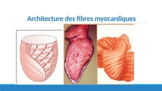 Architecture des fibres myocardiques
 