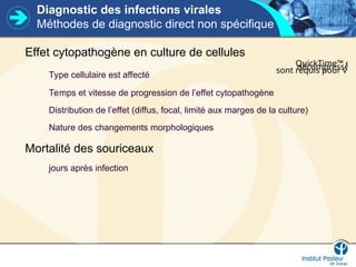 Diagnostic des infections virales
Méthodes de diagnostic direct non spécifique
Effet cytopathogène en culture de cellules
Type cellulaire est affecté
Temps et vitesse de progression de l’effet cytopathogène
Distribution de l’effet (diffus, focal, limité aux marges de la culture)
Nature des changements morphologiques
Mortalité des souriceaux
jours après infection
QuickTime™ et u
décompresseur
sont requis pour visio
 