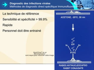 Diagnostic des infections virales
Méthodes de diagnostic direct spécifique Immunofluorescence
La technique de référence
Sensibilité et spécificité > 99.9%
Rapide
Personnel doit être entrainé
QuickTime™ et un
décompresseur
sont requis pour visionner cette image.
 