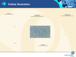 Cellule illustration
QuickTime™ et un
décompresseur
sont requis pour visionner cette image.
QuickTime™ et un
décompresseur
sont requis pour visionner cette image.
QuickTime™ et un
décompresseur
sont requis pour visionner cette image.
QuickTime™ et un
décompresseur
sont requis pour visionner cette image.
QuickTime™ et un
décompresseur
sont requis pour visionner cette image.
QuickTime™ et un
décompresseur
sont requis pour visionner cette image.
QuickTime™ et un
décompresseur
sont requis pour visionner cette image.
 