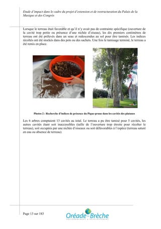 Etude d’impact dans le cadre du projet d’extension et de restructuration du Palais de la
Musique et des Congrès



Lorsque le terreau était favorable et qu’il n’y avait pas de contrainte spécifique (ouverture de
la cavité trop petite ou présence d’une nichée d’oiseau), les dix premiers centimètres de
terreau ont été prélevés dans un seau et redescendus au sol pour être tamisés. Les indices
récoltés ont été stockés dans des pots ou des sachets. Une fois le tamisage terminé, le terreau a
été remis en place.




        Photos 2 : Recherche d’indices de présence du Pique-prune dans les cavités des platanes

Les 6 arbres comptaient 13 cavités au total. Le terreau a pu être tamisé pour 5 cavités, les
autres cavités étant soit inaccessibles (taille de l’ouverture trop étroite pour récolter le
terreau), soit occupées par une nichée d’oiseaux ou soit défavorables à l’espèce (terreau saturé
en eau ou absence de terreau).




Page 13 sur 183
 
