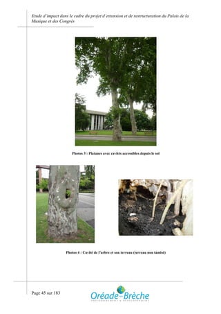 Etude d’impact dans le cadre du projet d’extension et de restructuration du Palais de la
Musique et des Congrès




                      Photos 3 : Platanes avec cavités accessibles depuis le sol




                   Photos 4 : Cavité de l’arbre et son terreau (terreau non tamisé)




Page 45 sur 183
 