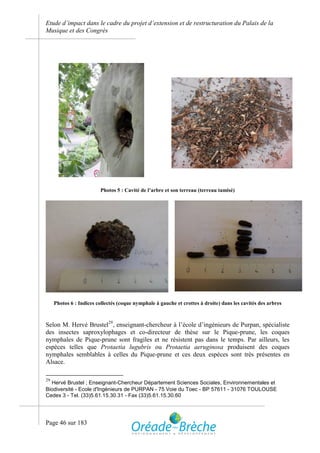 Etude d’impact dans le cadre du projet d’extension et de restructuration du Palais de la
Musique et des Congrès




                         Photos 5 : Cavité de l’arbre et son terreau (terreau tamisé)




     Photos 6 : Indices collectés (coque nymphale à gauche et crottes à droite) dans les cavités des arbres



Selon M. Hervé Brustel29, enseignant-chercheur à l’école d’ingénieurs de Purpan, spécialiste
des insectes saproxylophages et co-directeur de thèse sur le Pique-prune, les coques
nymphales de Pique-prune sont fragiles et ne résistent pas dans le temps. Par ailleurs, les
espèces telles que Protaetia lugubris ou Protaetia aeruginosa produisent des coques
nymphales semblables à celles du Pique-prune et ces deux espèces sont très présentes en
Alsace.

29
  Hervé Brustel ; Enseignant-Chercheur Département Sciences Sociales, Environnementales et
Biodiversité - Ecole d'Ingénieurs de PURPAN - 75 Voie du Toec - BP 57611 - 31076 TOULOUSE
Cedex 3 - Tel. (33)5.61.15.30.31 - Fax (33)5.61.15.30.60




Page 46 sur 183
 