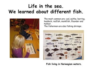 Life in the sea. 
We learned about different fish. 
The most common are: cod, saithe, herring, 
haddock, redfish, monkfish, flounder and 
halibut. 
The fishermen are also fishing shrimps. 
Fish living in Norwegian waters. 
 