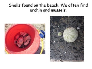 Shells found on the beach. We often find 
urchin and mussels. 
 