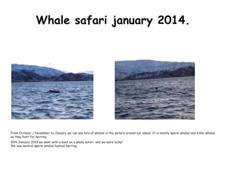 Whale safari january 2014. 
From October / November to January we can see lots of whales in the waters around our island. It is mostly sperm whales and killer whales 
as they hunt for herring. 
10th January 2014 we went with a boat on a whale safari, and we were lucky! 
We saw several sperm whales hunted herring. 
 