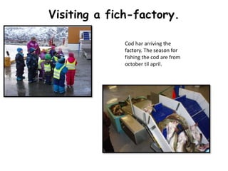Visiting a fich-factory. 
Cod har arriving the 
factory. The season for 
fishing the cod are from 
october til april. 
 