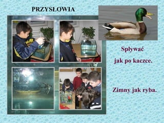 Spływać
jak po kaczce.
Zimny jak ryba.
PRZYSŁOWIA
 