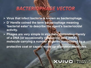 Virus that infect bacteria is known as bacteriophage.
 D’ Herelle coined the term bacteriophage meaning
‘bacterial eater’ to describe the agent’s bacteriocidal
activity.
 Phages are very simple in structure, consisting merely
of a DNA (or occasionally ribonucleic acid (RNA))
molecule carrying a number of genes,surrounded by a
protective coat or capsid made up of protein molecules.
 